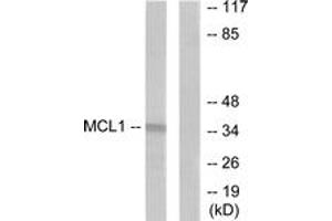 Western blot analysis of extracts from HuvEc cells, using MCL1 Antibody. (MCL-1 anticorps  (AA 91-140))