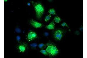 Anti-NPTN mouse monoclonal antibody (ABIN2455582) immunofluorescent staining of COS7 cells transiently transfected by pCMV6-ENTRY NPTN (RC210326). (NPTN anticorps)