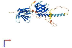 AlphaFold protein structure predicition of Mouse Recombinant Dok6 Protein, UniprotID Q2MHE5