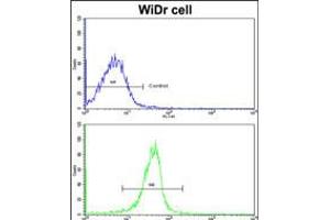 Flow cytometric analysis of widr cells using KLF6 Antibody (N-term)(bottom histogram) compared to a negative control cell (top histogram). (KLF6 anticorps  (N-Term))