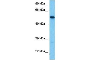 Host:  Mouse  Target Name:  NUCB2  Sample Tissue:  Mouse Brain  Antibody Dilution:  1ug/ml