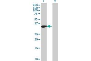 Western Blot analysis of MLLT6 expression in transfected 293T cell line by MLLT6 MaxPab polyclonal antibody. (MLLT6 anticorps  (AA 1-325))