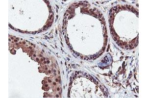 Immunohistochemistry (IHC) image for anti-Dual Specificity Phosphatase 23 (DUSP23) antibody (ABIN1497930) (DUSP23 anticorps)
