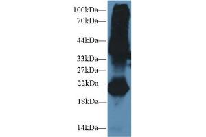 Western blot analysis of Mouse Testis lysate, using Mouse GREM1 Antibody (2 µg/ml) and HRP-conjugated Goat Anti-Rabbit antibody (