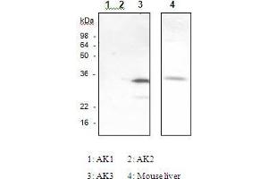 The recombinant human Ak isozymes (Ak1, Ak2, Ak3) and mouse liver were resolved by SDS-PAGE, transferred to PVDF membrane and probed with anti-Ak3 antibody (1:1,000). (Adenylate Kinase 3 anticorps)