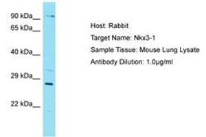 Image no. 1 for anti-NK3 Homeobox 1 (NKX3-1) (AA 90-139) antibody (ABIN6750263) (NKX3-1 anticorps  (AA 90-139))