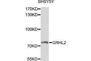 Western blot analysis of extracts of SH-SY5Y cells, using GRHL2 antibody (ABIN4903820) at 1:1000 dilution. (GRHL2 anticorps)