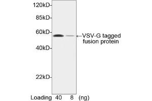 Image no. 2 for anti-VSV-G Epitope Tag antibody (ABIN294543) (VSV-g Tag anticorps)