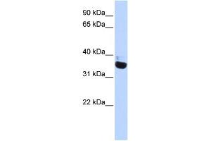 WB Suggested Anti-OR13C5 Antibody Titration:  0.