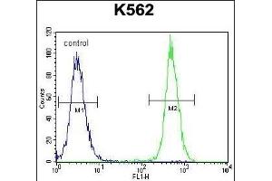 KRT25 Antibody (C-term) (ABIN655199 and ABIN2844814) flow cytometric analysis of K562 cells (right histogram) compared to a negative control cell (left histogram). (Keratin 25 anticorps  (C-Term))