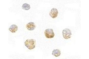 Immunocytochemistry of ARF-BP1 in Daudi cells with AP30078PU-N ARF-BP1 antibody at 5 μg/ml.