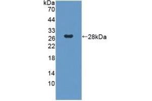 Detection of Recombinant GbL, Human using Polyclonal Antibody to G Protein Beta Subunit Like Protein (GbL) (GNB1L anticorps  (AA 69-247))