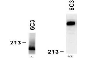 Western Blotting (WB) image for anti-Laminin, alpha 4 (LAMa4) antibody (ABIN781770) (LAMa4 anticorps)