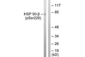Western blot analysis of extracts from A549 cells treated with serum 20% 15', using HSP90B (Phospho-Ser226) Antibody. (HSP90AB1 anticorps  (pSer226))