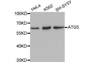 Western blot analysis of extracts of various cell lines, using ATG5 antibody. (ATG5 anticorps  (AA 1-275))