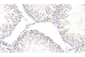Detection of CYPA in Rat Testis Tissue using Polyclonal Antibody to Cyclophilin A (CYPA)