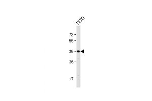Western Blot at 1:1000 dilution + T47D whole cell lysate Lysates/proteins at 20 ug per lane.