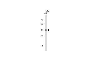 Western Blot at 1:1000 dilution + T47D whole cell lysate Lysates/proteins at 20 ug per lane. (OR4D11 anticorps  (C-Term))