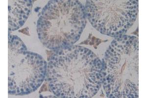 IHC-P analysis of Mouse Testis Tissue, with DAB staining. (PKIG anticorps  (AA 1-76))