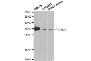 Western blot analysis of extracts of various cell lines, using POLR2C antibody. (POLR2C anticorps  (AA 1-275))