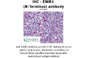 Image no. 1 for anti-Egf-Like Module Containing, Mucin-Like, Hormone Receptor-Like 3 (EMR3) (Extracellular Domain), (N-Term) antibody (ABIN1733997)