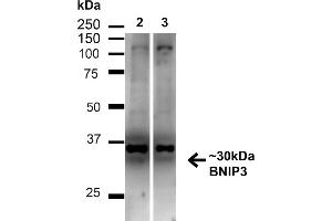 Western blot analysis of Human HeLa and HEK293T cell lysates showing detection of ~30 kDa BNIP3 protein using Rabbit Anti-BNIP3 Polyclonal Antibody (ABIN2869039).