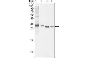 Western Blot showing BCL10 antibody used against NIH/3T3 (1), Hela (2), MCF-7 (3) and Jurkat (4) cell lysate. (BCL10 anticorps)