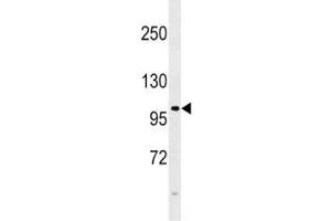 FGFR4 antibody western blot analysis in 293 lysate.