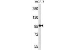 Western Blotting (WB) image for anti-Neural Precursor Cell Expressed, Developmentally Down-Regulated 9 (NEDD9) antibody (ABIN2998097) (NEDD9 anticorps)