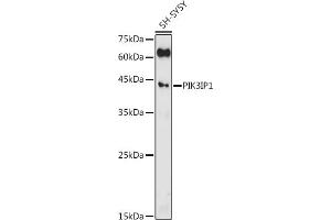 Western blot analysis of extracts of SH-SY5Y cells, using PIK3IP1 antibody (ABIN7269324) at 1:500 dilution.