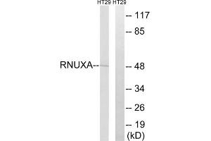 Western blot analysis of extracts from HT-29 cells, using RNUXA antibody. (PHAX anticorps  (Internal Region))