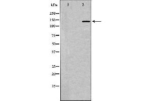 Western blot analysis of extracts of rat brain, using NTRK1 antibody.