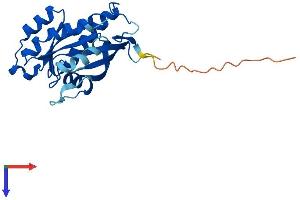 AlphaFold protein structure predicition of Mouse Recombinant Rab39b Protein, UniprotID Q8BHC1