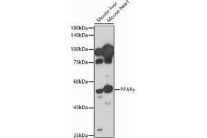 Western blot analysis of extracts of various cell lines, using PPARγ antibody (ABIN3020843, ABIN3020844, ABIN3020845, ABIN1513399 and ABIN6213752) at 1:1000 dilution.
