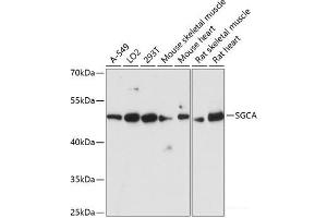 Western blot analysis of extracts of various cell lines using SGCA Polyclonal Antibody at dilution of 1:3000. (SGCA anticorps)