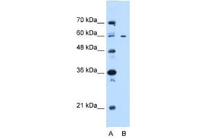 WB Suggested Anti-CEP55 Antibody Titration:  0. (CEP55 anticorps  (N-Term))