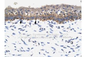 Immunohistochemistry with Kidney lysate tissue at an antibody concentration of 4-8ug/ml using anti-SOX10 antibody