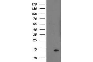 Image no. 3 for anti-Polymerase (RNA) II (DNA Directed) Polypeptide J2 (POLR2J2) antibody (ABIN1500337) (POLR2J2 anticorps)
