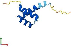 AlphaFold protein structure predicition of Human Recombinant HOPX Protein, UniprotID Q9BPY8