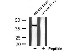 Western blot analysis of extracts from mouse liver, using GPR139 Antibody. (GPR139 anticorps  (Internal Region))