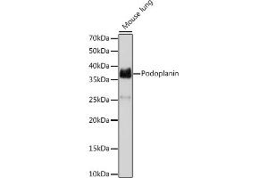 Western blot analysis of extracts of Mouse lung, using Podoplanin Rabbit mAb (ABIN7269430) at 1:1000 dilution. (Podoplanin anticorps)