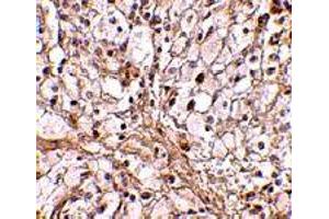 Immunohistochemistry of Trim30 in mouse ovary tissue with Trim30 polyclonal antibody  at 10 ug/mL . (TRIM30 anticorps  (C-Term))