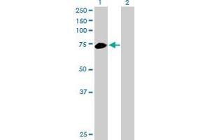 Western Blot analysis of RHOT2 expression in transfected 293T cell line by RHOT2 MaxPab polyclonal antibody. (RHOT2 anticorps  (AA 1-618))