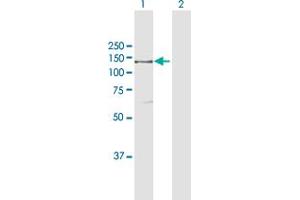 Western Blot analysis of IARS expression in transfected 293T cell line by IARS MaxPab polyclonal antibody. (IARS anticorps  (AA 1-1055))