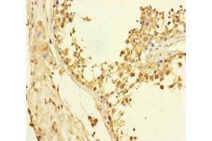 Immunohistochemistry of paraffin-embedded human testis tissue using ABIN7152325 at dilution of 1:100 (Exportin 6 anticorps  (AA 290-530))