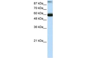 Western Blotting (WB) image for anti-General Transcription Factor IIIC, Polypeptide 5 (GTF3C5) antibody (ABIN2461229) (GTF3C5 anticorps)