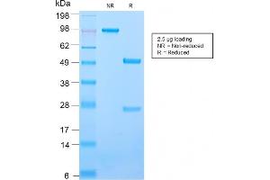 anti-Intercellular Adhesion Molecule 3 (ICAM3) antibody