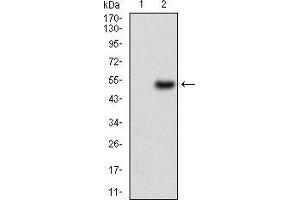Western blot analysis using CA9 mAb against HEK293 (1) and CA9 (AA: 37-186)-hIgGFc transfected HEK293 (2) cell lysate.