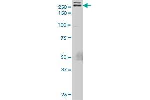 TLN1 monoclonal antibody (M05), clone 5C1. (TLN1 anticorps  (AA 1052-1149))