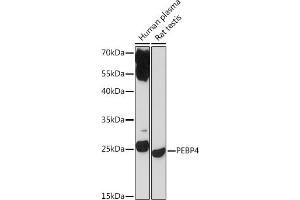 Western blot analysis of extracts of various cell lines, using PEBP4 Rabbit pAb (ABIN7269280) at 1:1000 dilution. (PEBP4 anticorps)